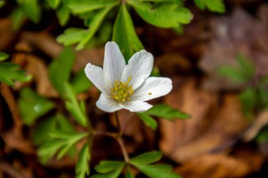 Thüringen 'in güneyindeki Rmhild yakınlarındaki Gleichberge' e yürüyüş - Almanya
