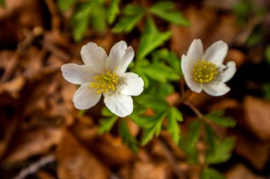 Thüringen 'in güneyindeki Rmhild yakınlarındaki Gleichberge' e yürüyüş - Almanya