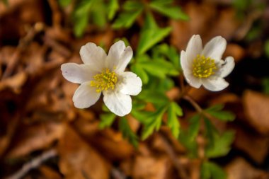 Thüringen 'in güneyindeki Rmhild yakınlarındaki Gleichberge' e yürüyüş - Almanya