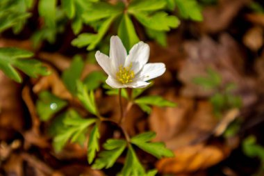 Thüringen 'in güneyindeki Rmhild yakınlarındaki Gleichberge' e yürüyüş - Almanya