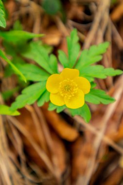 Thüringen 'in güneyindeki Rmhild yakınlarındaki Gleichberge' e yürüyüş - Almanya