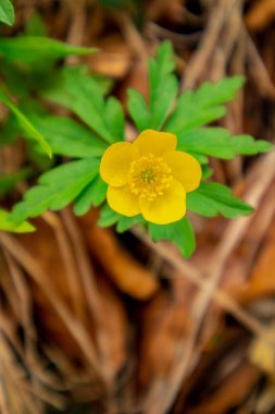 Thüringen 'in güneyindeki Rmhild yakınlarındaki Gleichberge' e yürüyüş - Almanya