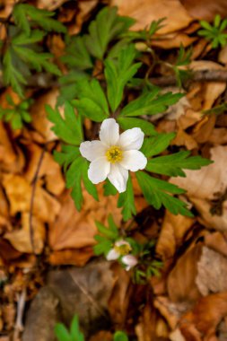 Thüringen 'in güneyindeki Rmhild yakınlarındaki Gleichberge' e yürüyüş - Almanya
