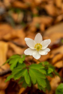 Thüringen 'in güneyindeki Rmhild yakınlarındaki Gleichberge' e yürüyüş - Almanya