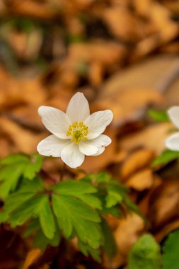 Thüringen 'in güneyindeki Rmhild yakınlarındaki Gleichberge' e yürüyüş - Almanya