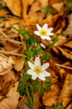 Thüringen 'in güneyindeki Rmhild yakınlarındaki Gleichberge' e yürüyüş - Almanya