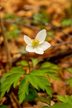 Thüringen 'in güneyindeki Rmhild yakınlarındaki Gleichberge' e yürüyüş - Almanya