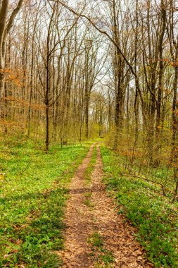 Thüringen 'in güneyindeki Rmhild yakınlarındaki Gleichberge' e yürüyüş - Almanya
