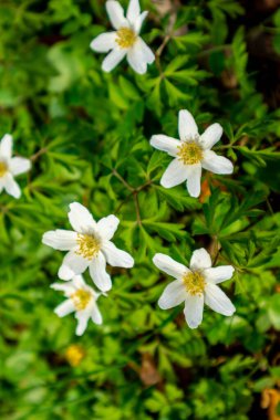 Thüringen 'in güneyindeki Rmhild yakınlarındaki Gleichberge' e yürüyüş - Almanya
