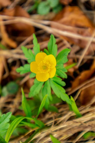 Thüringen 'in güneyindeki Rmhild yakınlarındaki Gleichberge' e yürüyüş - Almanya