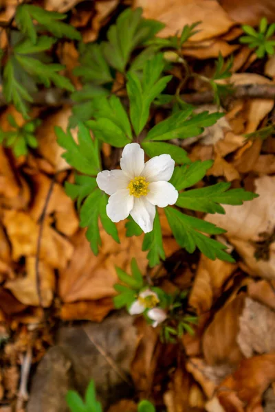 Thüringen 'in güneyindeki Rmhild yakınlarındaki Gleichberge' e yürüyüş - Almanya