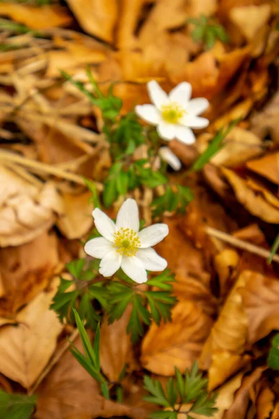 Thüringen 'in güneyindeki Rmhild yakınlarındaki Gleichberge' e yürüyüş - Almanya