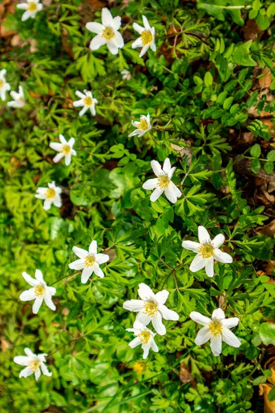 Thüringen 'in güneyindeki Rmhild yakınlarındaki Gleichberge' e yürüyüş - Almanya