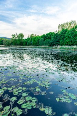 Breitungen Gölü 'nde yaz yürüyüşü muhteşem güneş ışığı altında - Thüringen - Almanya