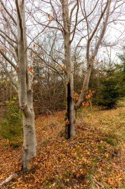 Zella-Mehlis yakınlarındaki Thuringian Ormanı 'ndaki Ruppberg' e yürüyüş - Almanya