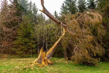 Zella-Mehlis yakınlarındaki Thuringian Ormanı 'ndaki Ruppberg' e yürüyüş - Almanya