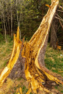 Zella-Mehlis yakınlarındaki Thuringian Ormanı 'ndaki Ruppberg' e yürüyüş - Almanya