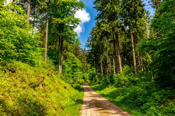 Wandeling Naar Hoge Heide Bij Oberhof Het Thüringer Woud Thüringen — Stockfoto