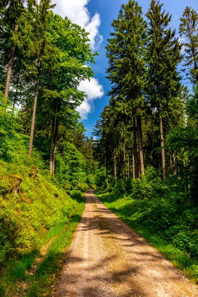 Wandeling Naar Hoge Heide Bij Oberhof Het Thüringer Woud Thüringen — Stockfoto