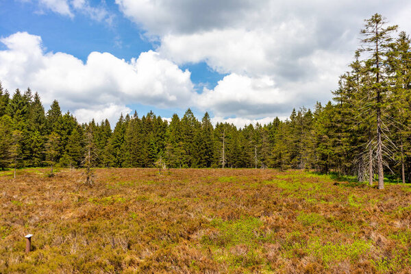 Hike to the high moor near Oberhof in the Thuringian Forest - Thuringia - Germany