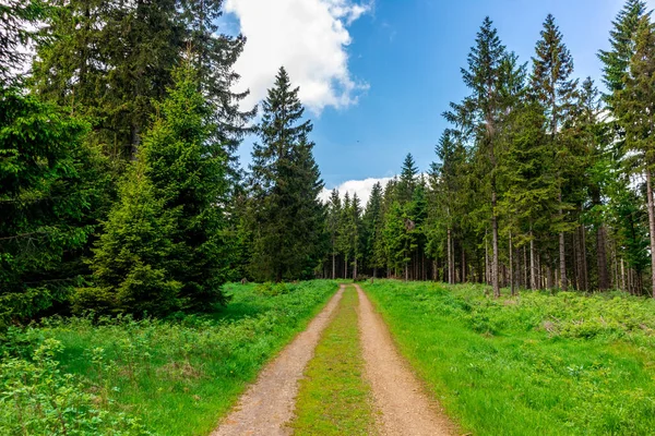 Πεζοπορία Στον Ψηλό Βάλτο Κοντά Στο Oberhof Στο Δάσος Της — Φωτογραφία Αρχείου