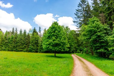 Thüringen Ormanı 'ndaki Oberhof yakınlarındaki yüksek kırlara yürüyün.