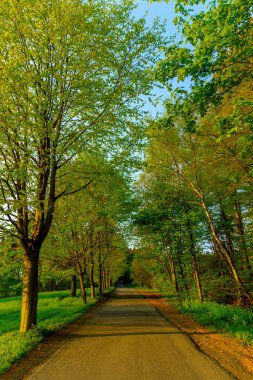Thüringen Ormanı 'nın tepelerinde, Floh-Seligenthal - Thüringen - Almanya 