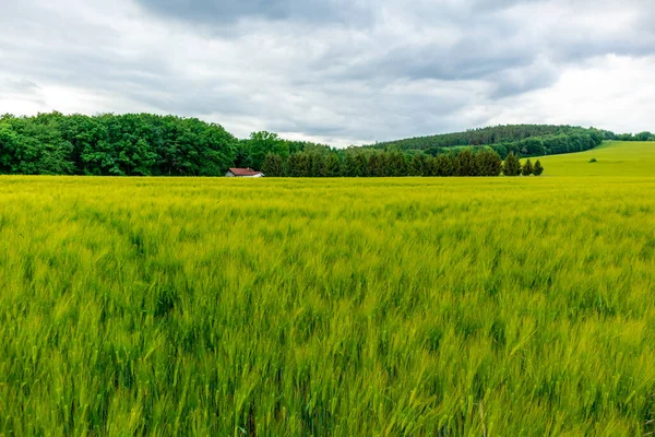 Promenade Estivale Dans Paysage Des Champs Près Bad Liebenstein Thuringe — Photo