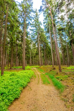 Oberweibach - Thüringen - Almanya yakınlarındaki Leibis-Lichte barajı etrafında yürüyüş