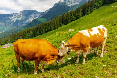 Berchtesgaden Alp etekleri boyunca güzel bir keşif turu Jenner - Bavyera - Almanya