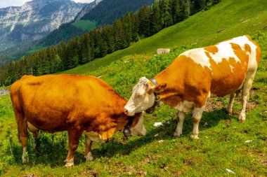 Berchtesgaden Alp etekleri boyunca güzel bir keşif turu Jenner - Bavyera - Almanya