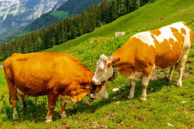 Berchtesgaden Alp etekleri boyunca güzel bir keşif turu Jenner - Bavyera - Almanya