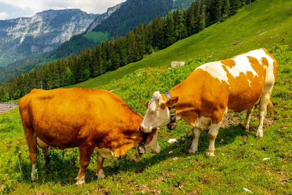 Beautiful Exploration Tour Berchtesgaden Alpine Foothills Jenner Bavaria Germany — Stock Photo, Image