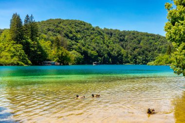 Güzel Plitvice Gölleri Ulusal Parkı 'nda keşif turu - Hırvatistan