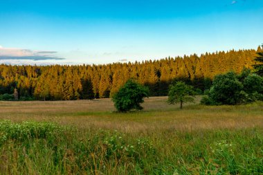 Thüringen Ormanı 'nın güzel doğasında yaz yürüyüşü