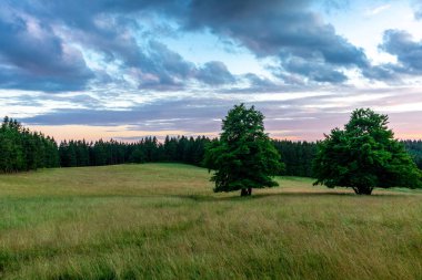 Thüringen Ormanı 'nın güzel doğasında yaz yürüyüşü
