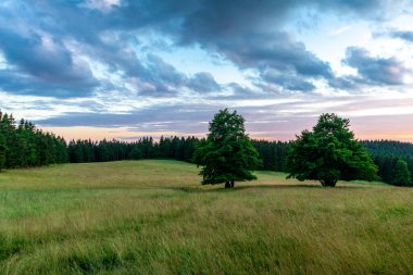 Thüringen Ormanı 'nın güzel doğasında yaz yürüyüşü
