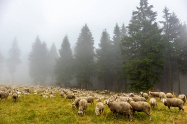 Summer discovery tour through the Thuringian Forest near Brotterode - Thuringia