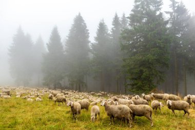 Summer discovery tour through the Thuringian Forest near Brotterode - Thuringia
