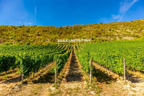 Short Stop Wine Mile Saxony Thuringia Naumburg Saxony Germany — стоковое фото