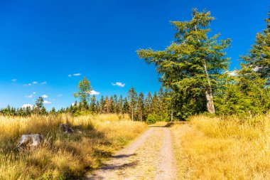 Summer hike along the Rennsteig between Brotterode and Eisenach in beautiful sunshine - Thuringia - Germany
