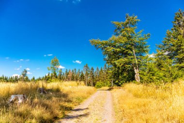 Summer hike along the Rennsteig between Brotterode and Eisenach in beautiful sunshine - Thuringia - Germany