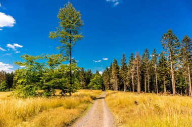 Summer hike along the Rennsteig between Brotterode and Eisenach in beautiful sunshine - Thuringia - Germany