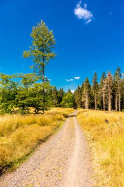 Summer hike along the Rennsteig between Brotterode and Eisenach in beautiful sunshine - Thuringia - Germany
