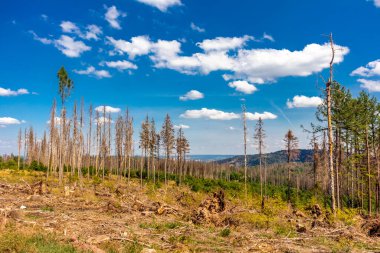 Summer hike along the Rennsteig between Brotterode and Eisenach in beautiful sunshine - Thuringia - Germany