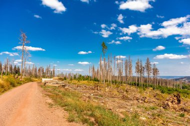 Summer hike along the Rennsteig between Brotterode and Eisenach in beautiful sunshine - Thuringia - Germany