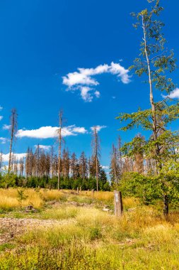 Summer hike along the Rennsteig between Brotterode and Eisenach in beautiful sunshine - Thuringia - Germany