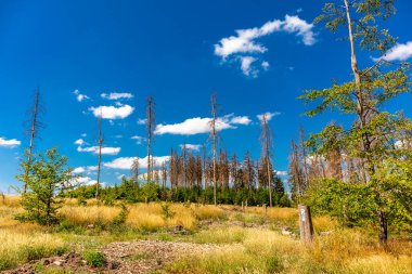 Summer hike along the Rennsteig between Brotterode and Eisenach in beautiful sunshine - Thuringia - Germany