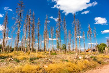 Summer hike along the Rennsteig between Brotterode and Eisenach in beautiful sunshine - Thuringia - Germany