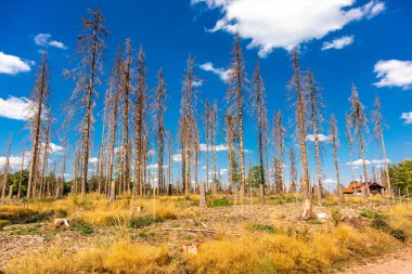 Summer hike along the Rennsteig between Brotterode and Eisenach in beautiful sunshine - Thuringia - Germany